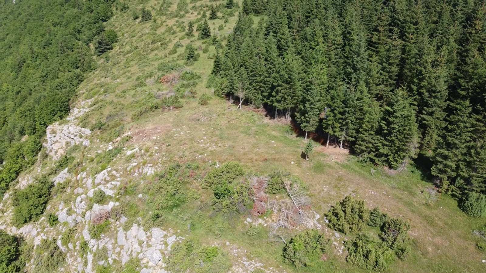 "Zverka sa krilima" snimljena u srcu jugozapadne Srbije: Došla da se počasti, pa ispozirala pred objektivom