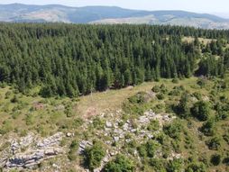 Beloglavi sup, Jadovnik