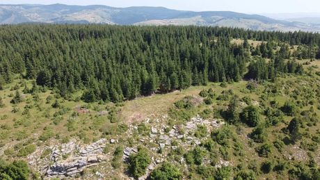 Beloglavi sup, Jadovnik