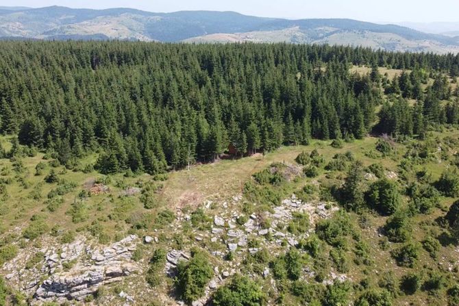 Beloglavi sup, Jadovnik