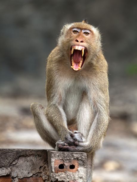 Ljut majmun