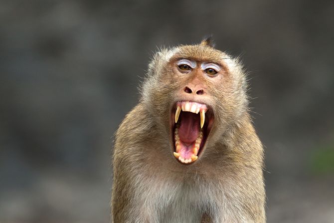 Ljut majmun Ljut majmun