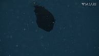 Toliko je tamno da izgleda kao crna rupa! Šokantan snimak bizarnog morskog stvorenja i nevidljivog predatora