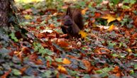 Veverica sakuplja plodove i sprema se za dugu zimu: Slike toplog novembarskog četvrtka u Beogradu