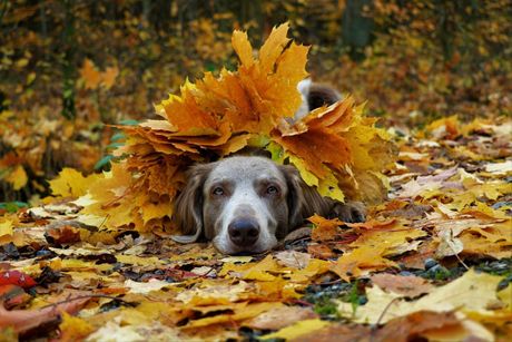 Pas i lišće