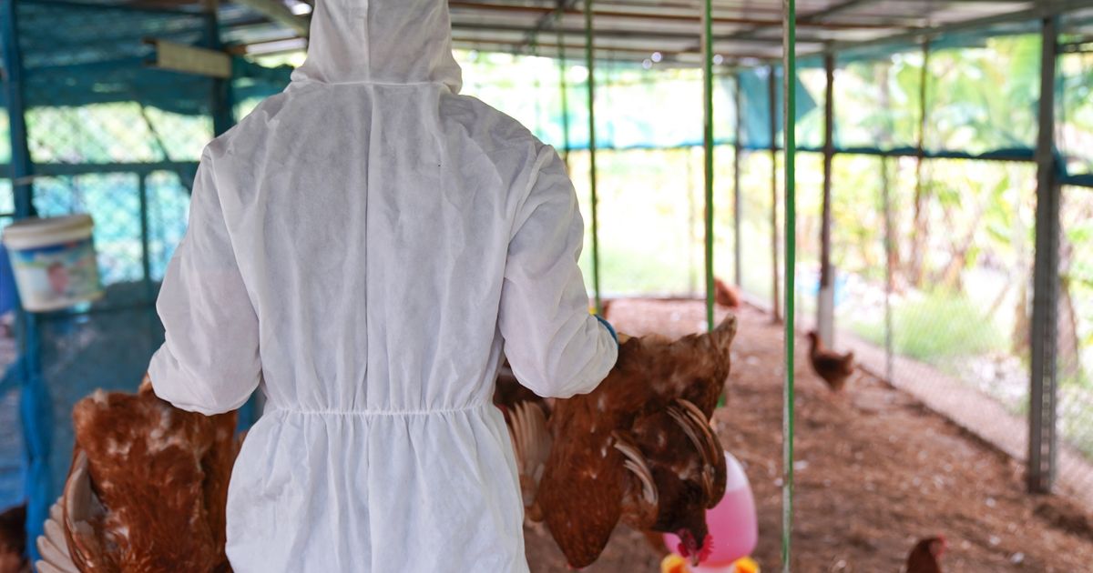 Oglasilo se srpsko Ministarstvo poljoprivrede nakon pojave ptičjeg gripa u Crnoj Gori