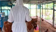 Potvrđen prvi slučaj ptičjeg gripa kod domaće živine u Hrvatskoj: Počela eutanazija