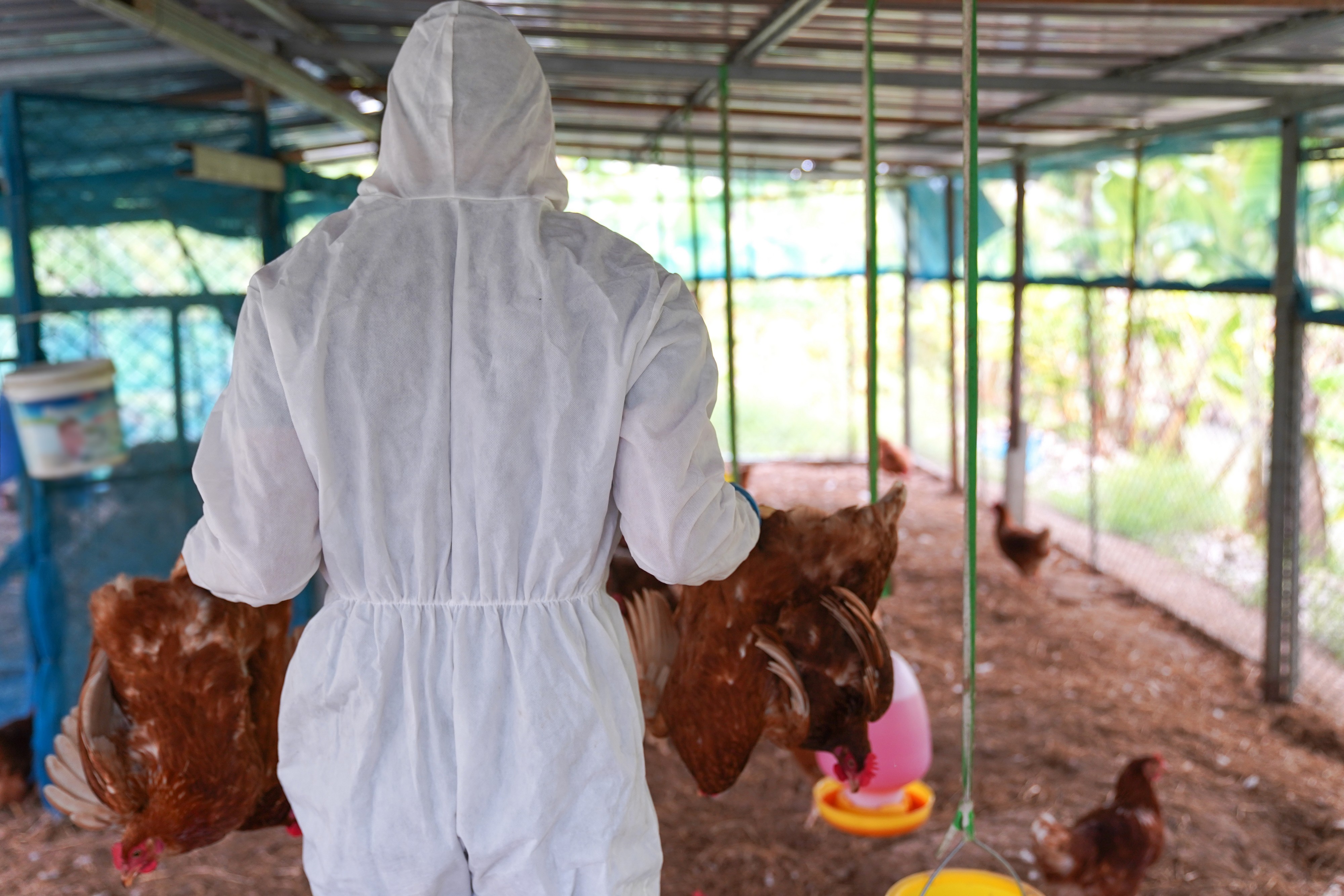 Prvi slučaj ptičjeg gripa kod ljudi u Evropi potvrđen u Italiji