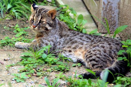Cušima, japanska kritično ugrožena divlja mačka