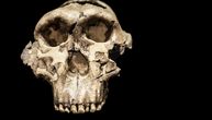 Misterija poslednjih ljudi-majmuna: Kako je Paranthropus preživeo tako dugo pored ranih ljudi?