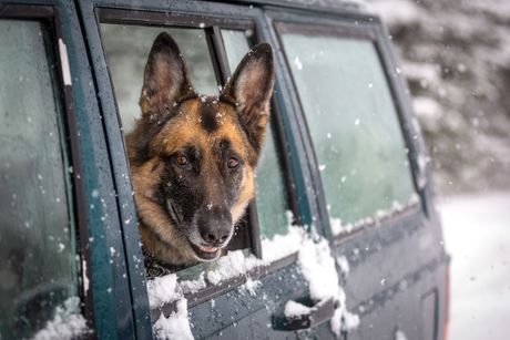 Pas u automobilu zimi
