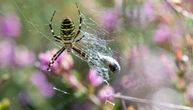 Najezda novih insekata i paukova: Na sever stiglo 1.250 vrsta