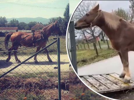 Konj Bećar traži dom azil