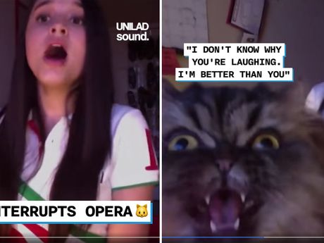 Mačka peva operu