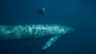 Najveće životinje na Zemlji se vraćaju: Plavi kitovi ponovo u tropskom utočištu