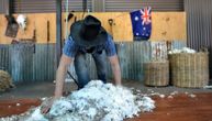 Australija ima previše ovaca: Farmeri ne znaju šta će sa njima, daju ih za džabe, ali neće ih niko