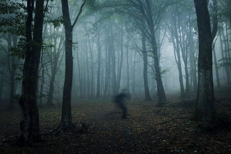Horor pejzaž, strašna slika senka u šumi