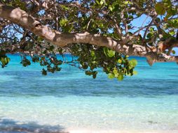 Ostrvo Barbados, Karibi