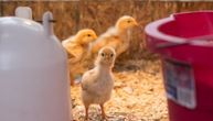 Pronađena salmonela u hrani za piliće poreklom iz Srbije!