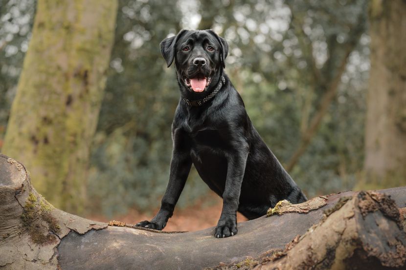 mogu li labrador retriveri biti agresivni