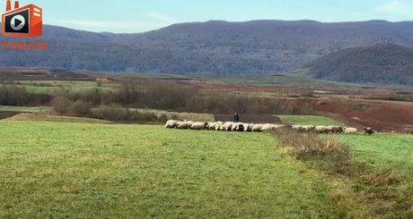almin iz bosne, ovce