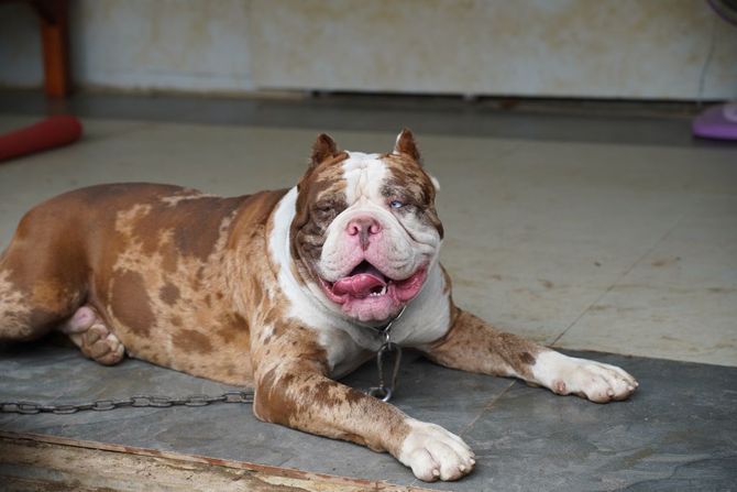 Američki bandog Američki bandog