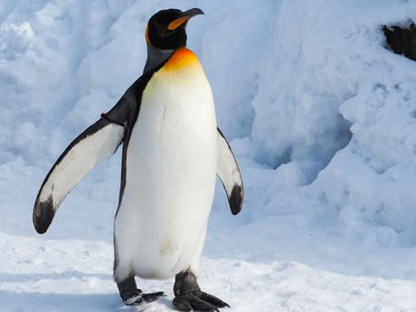 Carski pingvin
