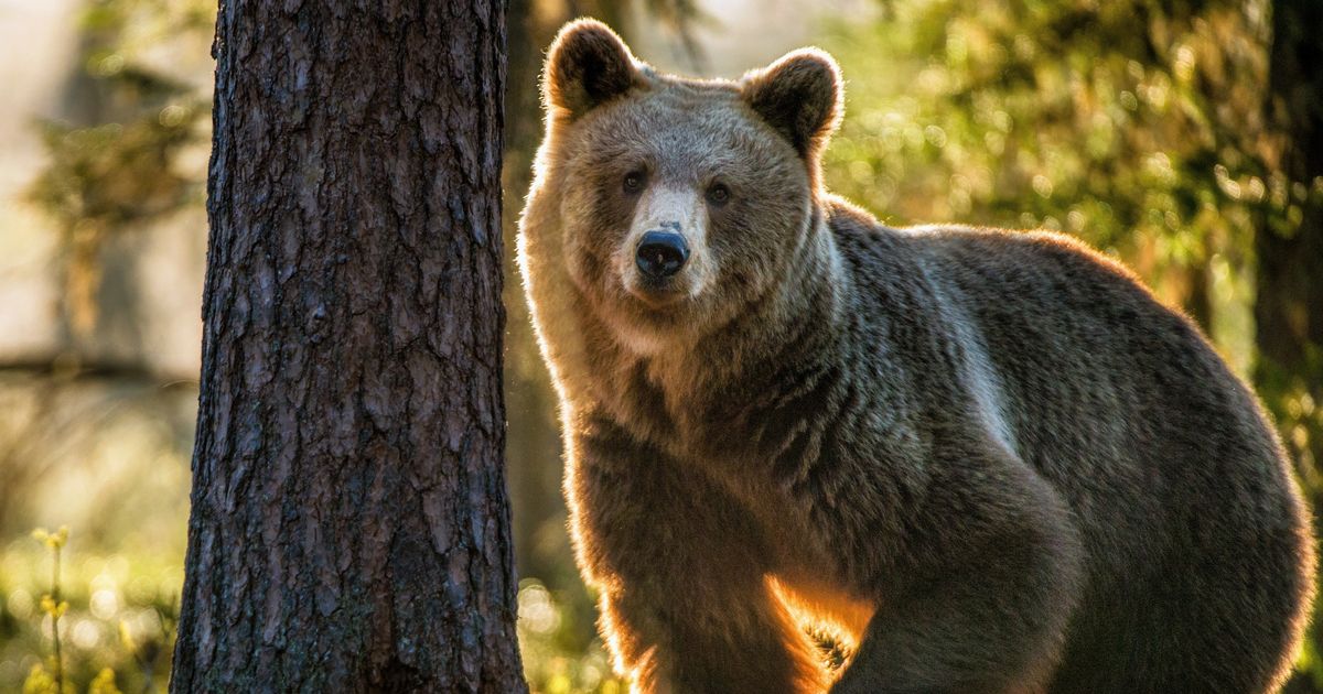 Tragedija u šumi: Upucali medveda na drvetu, životinja pala na lovca i ubila ga