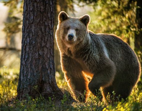 Medved, šuma, grizli Medved, šuma, grizli
