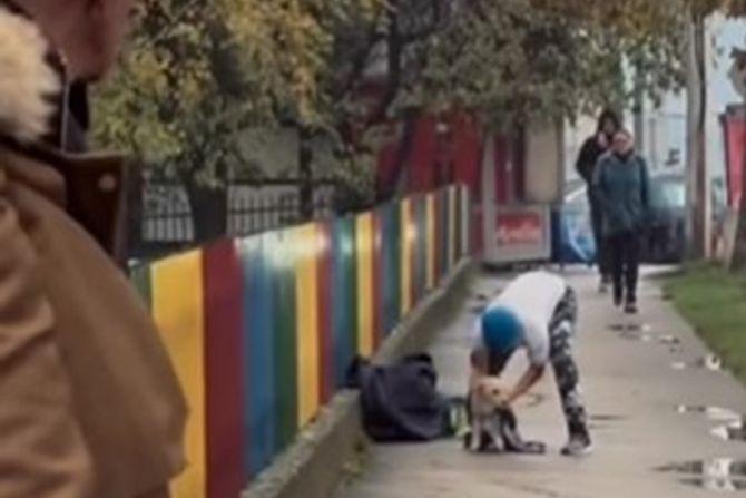 Lazar, Gornji Milanovac, pas Lazar, Gornji Milanovac, pas