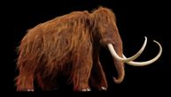 Misteriozni „slučajni događaj“ ubio je poslednje vunaste mamute na Zemlji