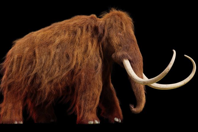 Runasti mamut Runasti mamut