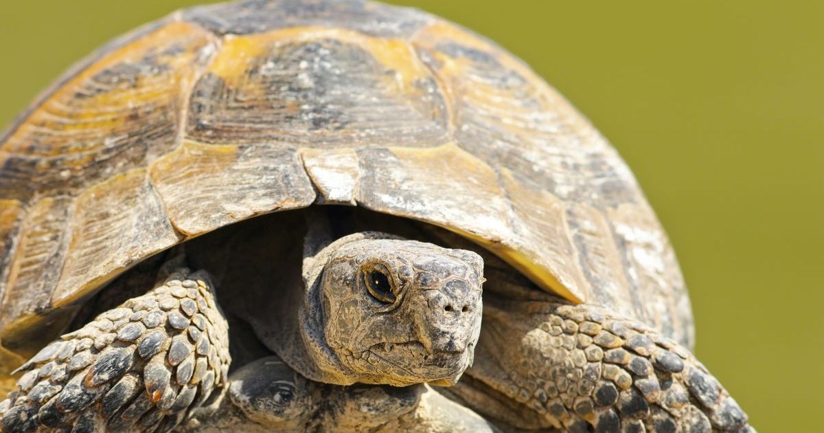 Grčka kornjača, osobine, smeštaj, ishrana i zdravlje - Ljubimci Telegraf