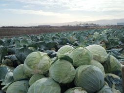 čačak, kupus, dostava