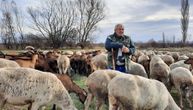 Da krenem za Beograd, pratile bi me u stopu:  Nebojša ima najveće stado kod Merošine, ovako opisuje svoje koze