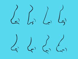 Nosevi različiti tipovi