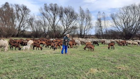 Nebojša Bošković Nebojša Bošković