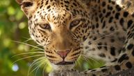 Leopard napao vlasnika i pobegao: U selu nastala opšta panika, a onda se oglasila policija