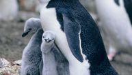 10.000 spavanja na dan: Kako ogrličasti pingvini preživljavaju sa mikrospavanjima