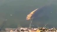 Riba sa "ljudskim licem" snimljena u jezeru: Kako biste reagovali da vidite ovako nešto?!