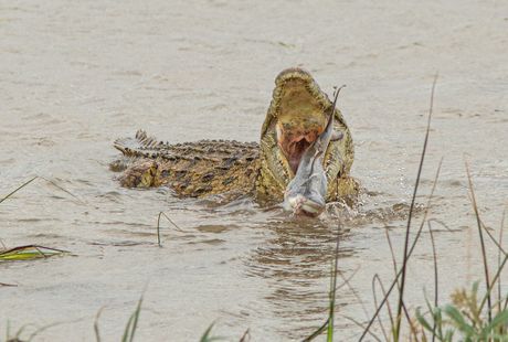 Krokodil i ajkula