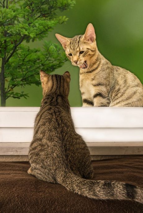 Mačke i sporazumevanje