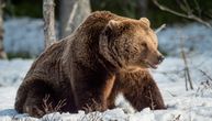 Medved napao migrante dok su prelazili planinu Plješevica: Teško su povređeni
