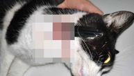 Manijak pali mačke kod Niša, dve uginule (UZNEMIRUJUĆE): Nudi se 1.000 € za bilo kakve informacije o njemu