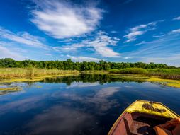 Obedska bara, Srbija