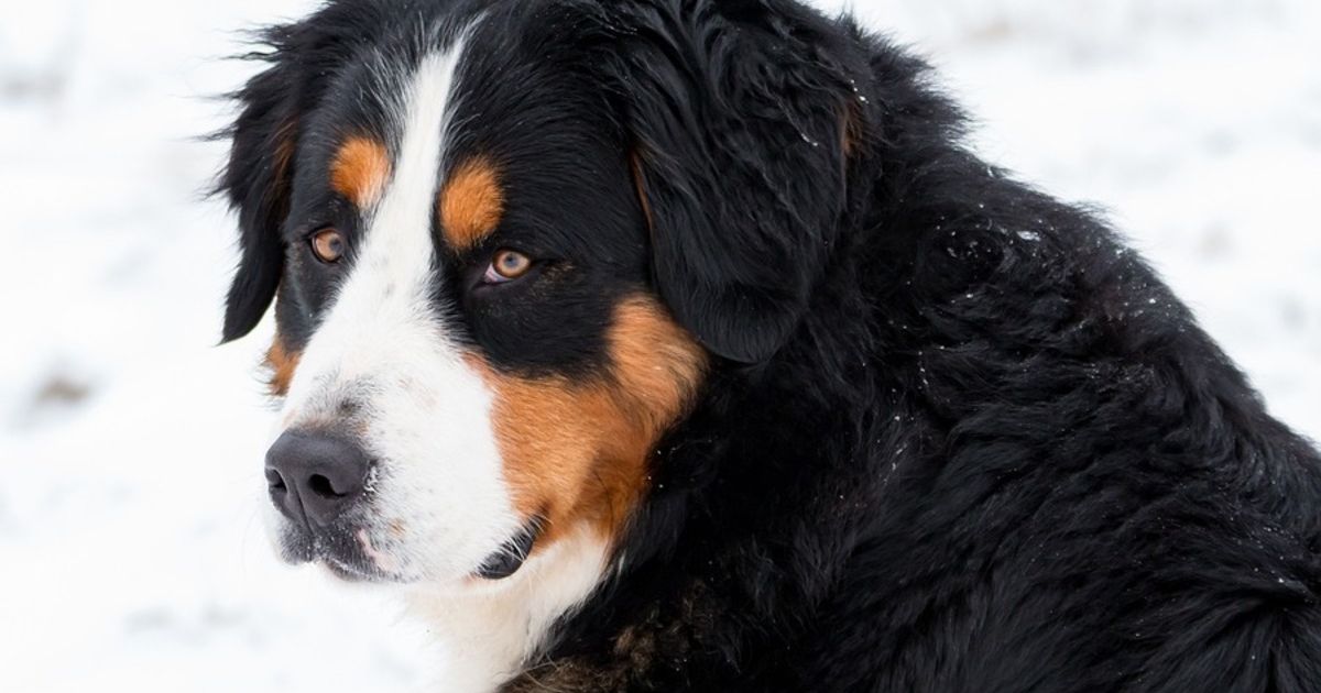 Kako da najbolje zaštitite psa u šetnji po snegu - Ljubimci Telegraf