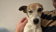 Holanđanin u Srbiji našao izgubljenog psa nakon 6 meseci potrage: Ovako je slepa Pepe iz Niša stigla kući