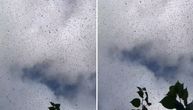 Rojevi skakavaca prekrili nebo na jugu Meksika: Ljudi strahuju da se bliži kraj sveta, nestvaran prizor