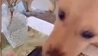 Da li je ovo najnestrpljiviji pas na svetu: Pogledajte kako je u sekundi "omlatio" sve sa stola