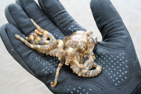 Plavoprstenasta hobotnica